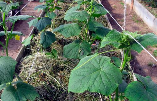 Что можно сажать в одной теплице. Что можно сажать рядом с огурцами в теплице. Проверяем совместимость овощей