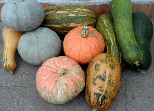 Длительное хранение тыквы. Как сохранить тыкву до весны?