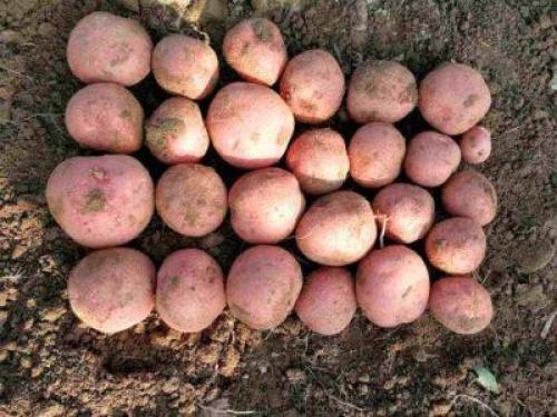 Картофель крымская роза описание сорта. Характеристика сорта