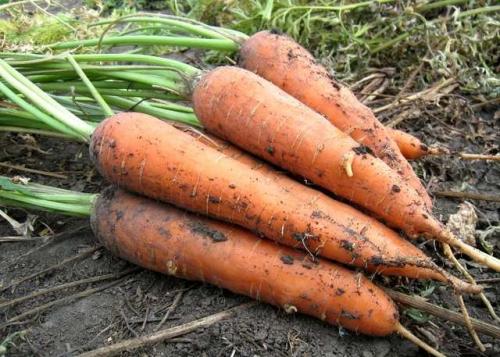 Можно мыть морковь для хранения на зиму. Мой главный секрет хранения моркови до следующего лета