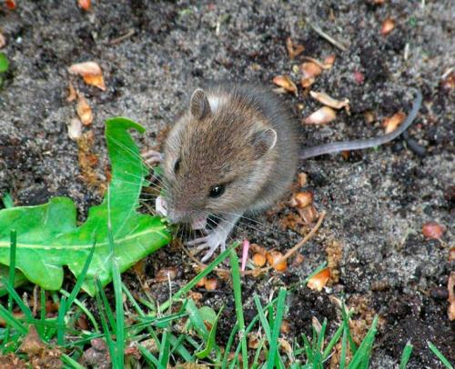 Что ест мышь. Что едят мыши