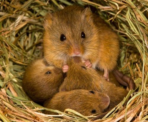 Мышь полевка в домашних условиях. Как Избавиться от Полевых Мышей (на Участке, Даче, в Доме)