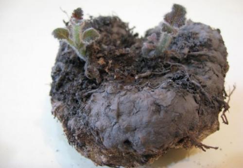 Глоксиния зимой уход. Как ухаживать за глоксинией зимой