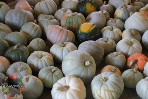 Когда убирать тыкву украина. Когда убирать тыкву, чтобы не испортилась при хранении?