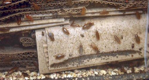 Откуда берутся тараканы в общежитии. Тараканы в общежитии, как избавиться от надоедливых, опасных прусаков