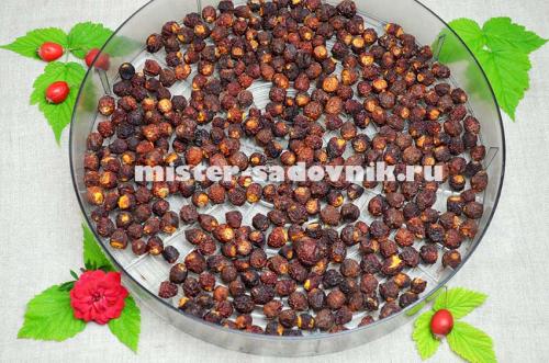 Время сушки боярышника в электросушилке. Сушка боярышника в электросушилке