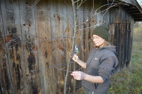 Как обрезать куст вишню осенью. Особенности обрезки вишни осенью. Схема обрезки