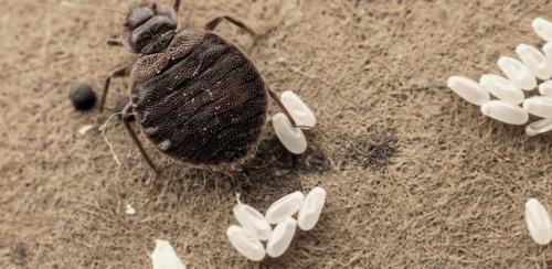 От чего появляются клопы в диване. Чешетесь по утрам? Загляните под диван! 5 признаков, что у вас завелись клопы