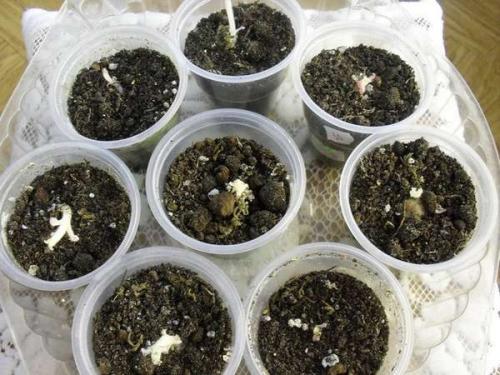 Глоксиния зимой уход. Как ухаживать за глоксинией зимой