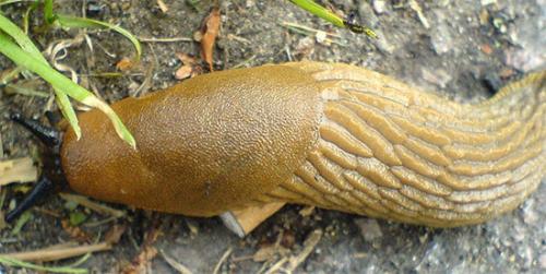 Жёлтый слизень. Что выделяет слизень?