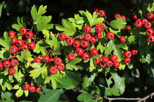 Как правильно сушить боярышник в электросушилке. Как сушить боярышник в домашних условиях в духовке, в электросушилке