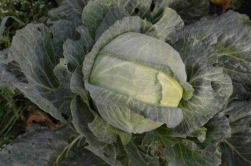 Когда рубят капусту. Когда убирать капусту по Лунному календарю