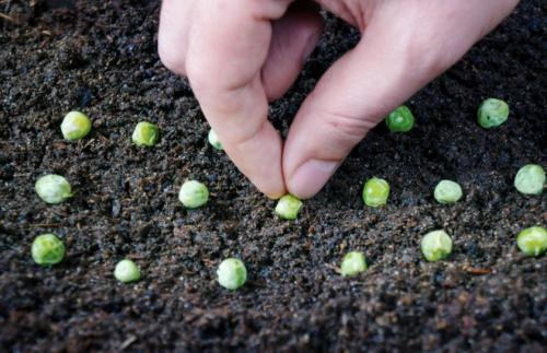 Что можно сажать в одной теплице с помидорами. Что можно посадить в теплице рядом с томатами