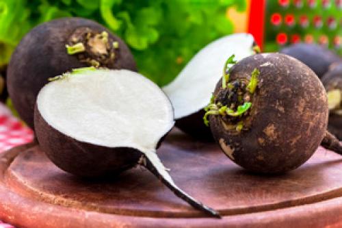 Черная редька с медом от кашля. В чем польза редьки с медом