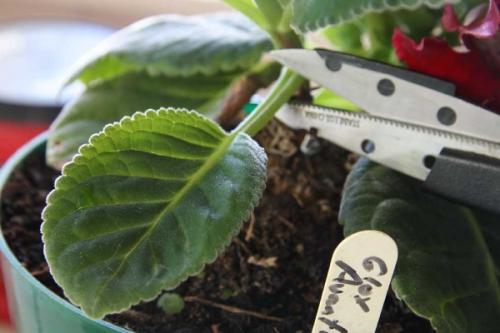 Глоксиния зимой уход. Как ухаживать за глоксинией зимой