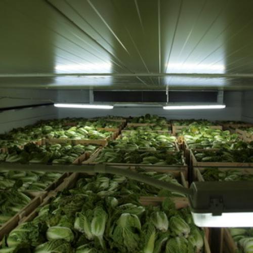 Как хранить капусту в подвале зимой. Способы хранения в погребе 01