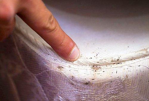 Откуда берутся клопы в квартире. Откуда ждать беды? Причины появления клопов 14