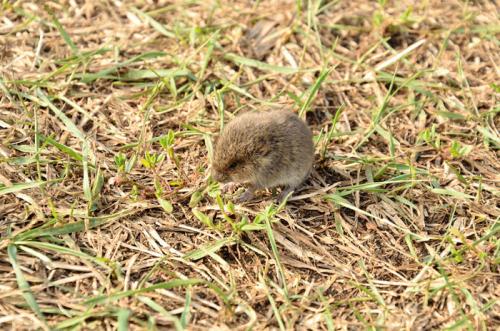 Мышь полевка в домашних условиях. Как Избавиться от Полевых Мышей (на Участке, Даче, в Доме)