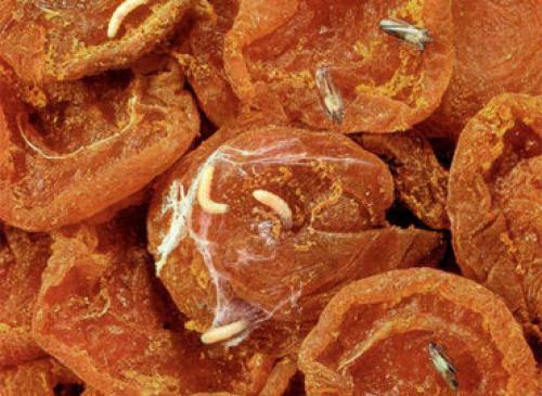 Как убить моль в сухофруктах. Как избавиться от фруктовой моли? Способы борьбы