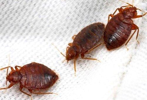 Откуда берутся клопы в квартире. Откуда ждать беды? Причины появления клопов 15
