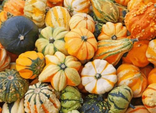 Как высушить тыкву для декора целиком. Выбор тыквы для декора