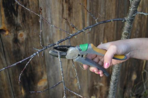 Как обрезать куст вишню осенью. Особенности обрезки вишни осенью. Схема обрезки