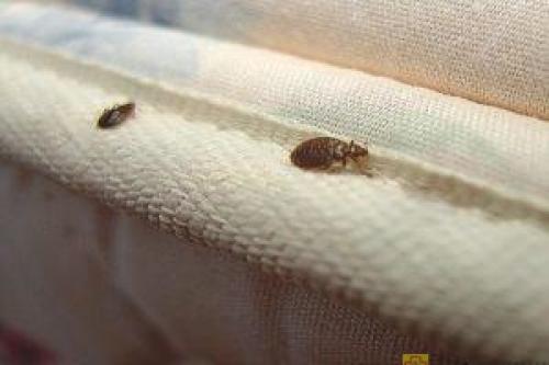 Откуда берутся клопы в квартире. Откуда ждать беды? Причины появления клопов