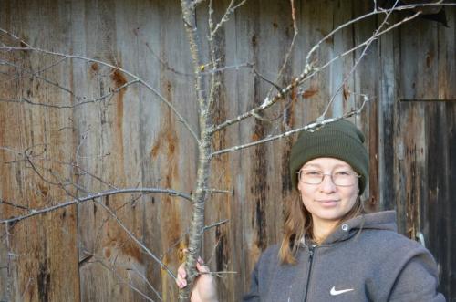 Как обрезать куст вишню осенью. Особенности обрезки вишни осенью. Схема обрезки