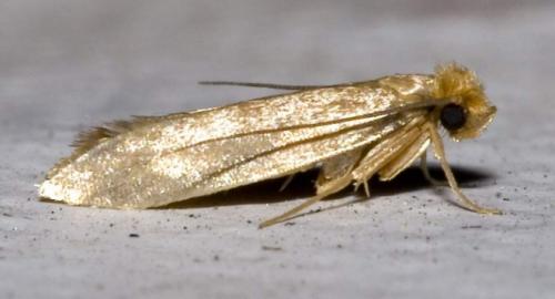Как избавиться от моли и ее личинок. Эффективная борьба с личинками домашней моли