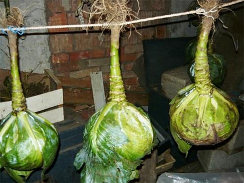 Как хранить раннюю капусту. Как правильно хранить капусту