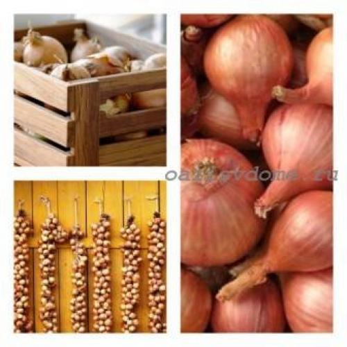 Как хранить лук. Где и как правильно хранить лук - способы долгого хранения лука репчатого и порея