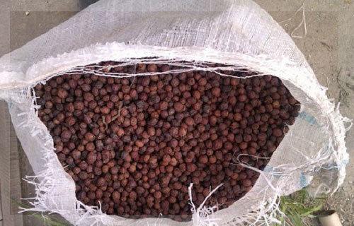 Как высушить в духовке боярышник. Заготавливаем боярышник по правилам: сушка, хранение