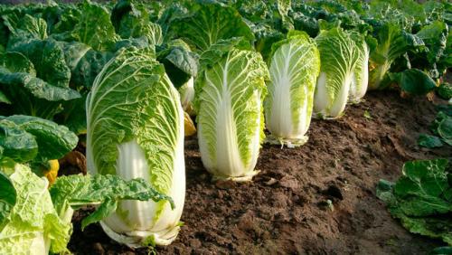 Пекинская капуста польза и вред для здоровья