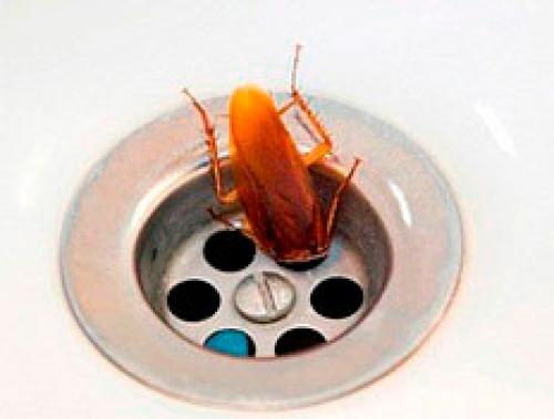 Таракан разведчик. Где в квартире прячутся тараканы?