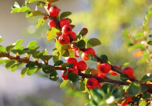 Боярышник польза. Чем полезен боярышник и как его употреблять: польза, вред, применение и противопоказания