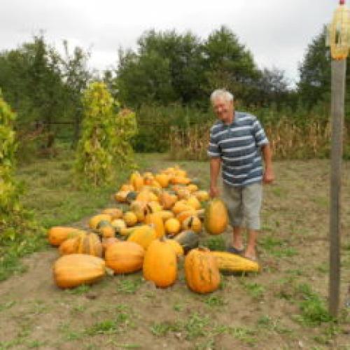 Когда убирать тыкву украина. Когда убирать тыкву, чтобы не испортилась при хранении?