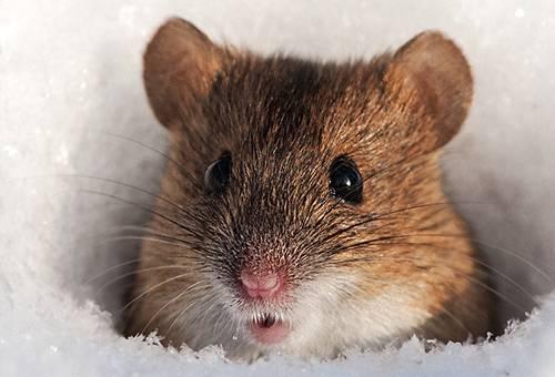 Мышь полевка в домашних условиях. Как Избавиться от Полевых Мышей (на Участке, Даче, в Доме)