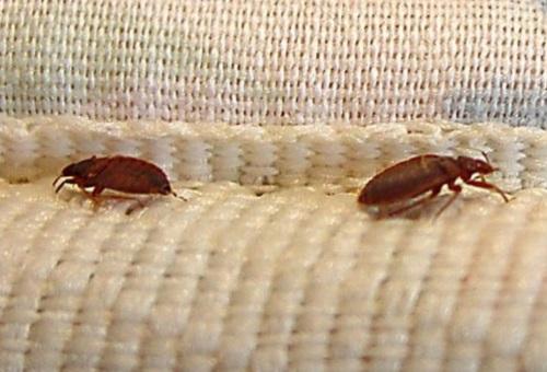От чего появляются клопы постельные. Перемещение в вещах 06