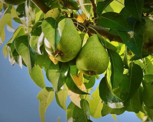 Как сушить грушу в духовке газовой плиты. Сушка груш в домашних условиях в духовке
