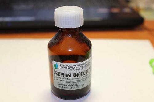 Откуда берутся тараканы в общежитии. Тараканы в общежитии, как избавиться от надоедливых, опасных прусаков