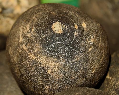 Какая редька нужна от кашля. Черная редька поможет от кашля: рецепты