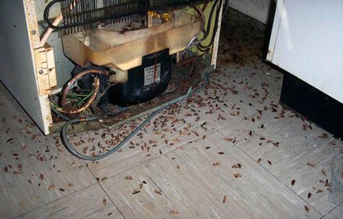 Таракан разведчик. Где в квартире прячутся тараканы?