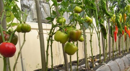 Что можно сажать в одной теплице с помидорами. Что можно посадить в теплице рядом с томатами
