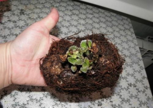 Глоксиния зимой уход. Как ухаживать за глоксинией зимой