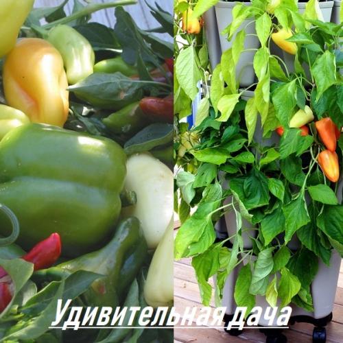 Как вырастить перец из семян в домашних условиях. Подготовка к высадке 02 Как вырастить перец из семян в домашних условиях. Подготовка к высадке 02