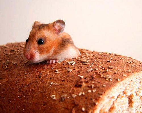 Что ест мышь. Что едят мыши