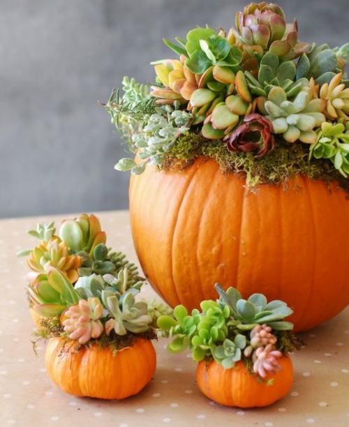 Как быстро высушить тыкву для поделок. Принципы естественной сушки овоща 04