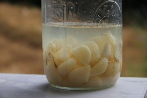 Глотать чеснок целиком. Зубчик чеснока натощак: миф или панацея 02