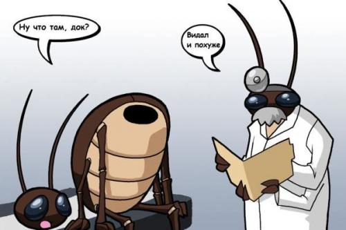 Если появился один таракан. 13 фактов о тараканах, знание которых упростит вашу борьбу с ними