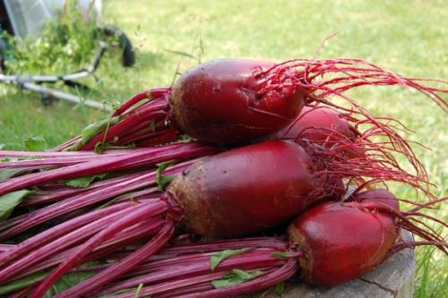 Чем полезна свекла для мужчин. Полезные свойства свеклы для мужского здоровья